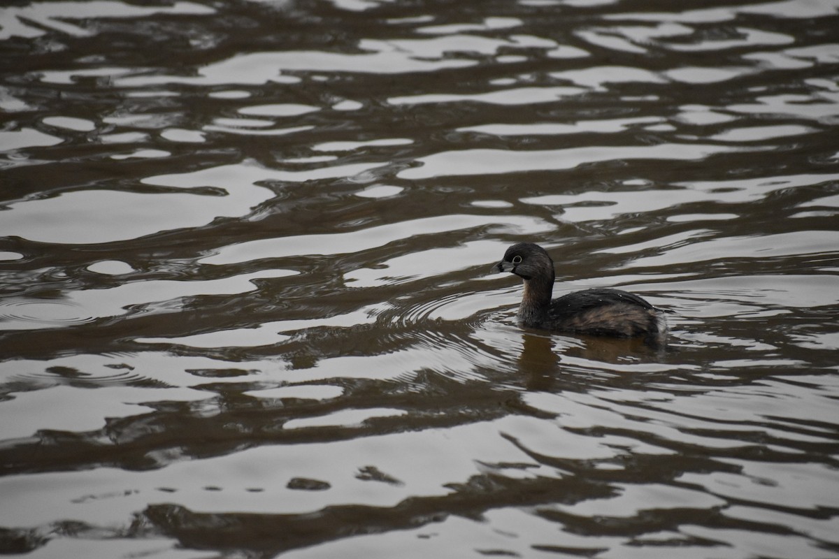 Pied-billed Grebe - ML374853221