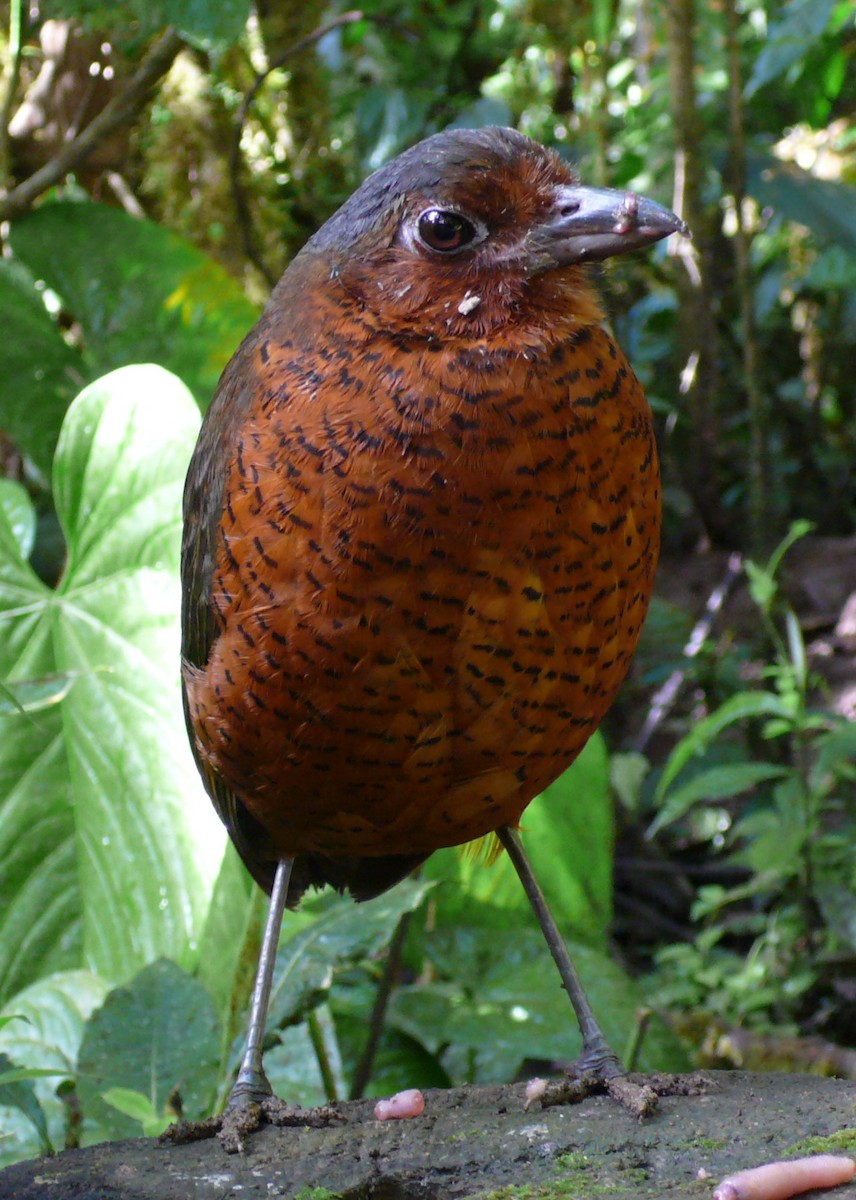 Giant Antpitta - ML37485331