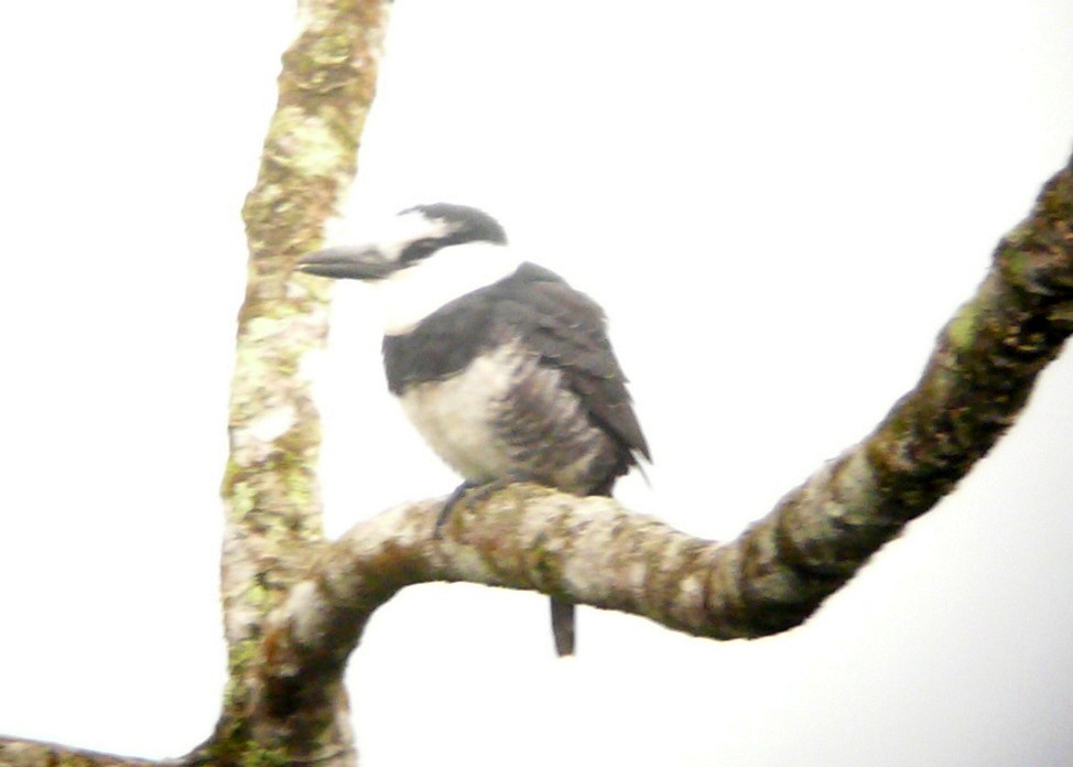 White-necked Puffbird - ML37485421