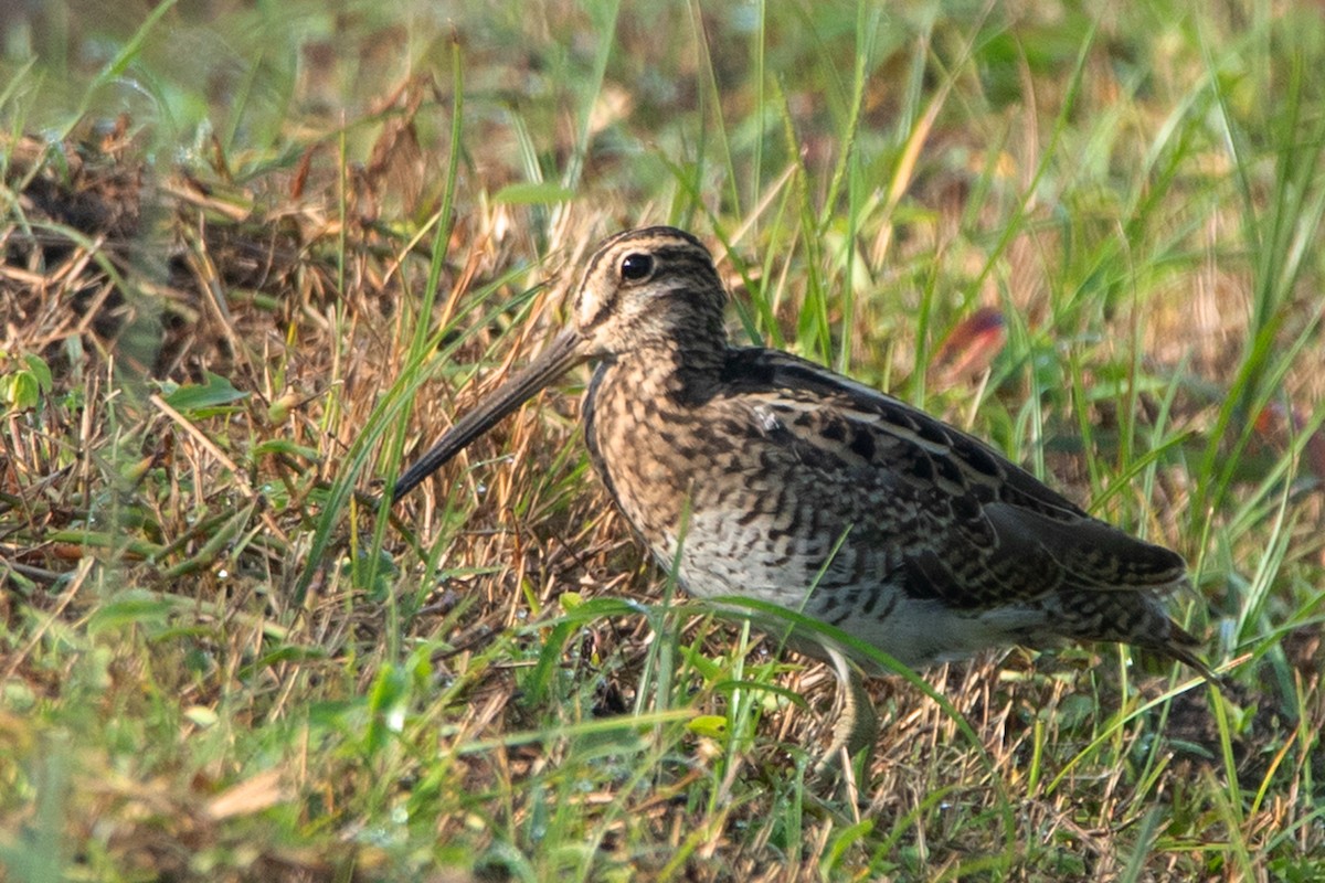 Swinhoe's Snipe - ML374854301