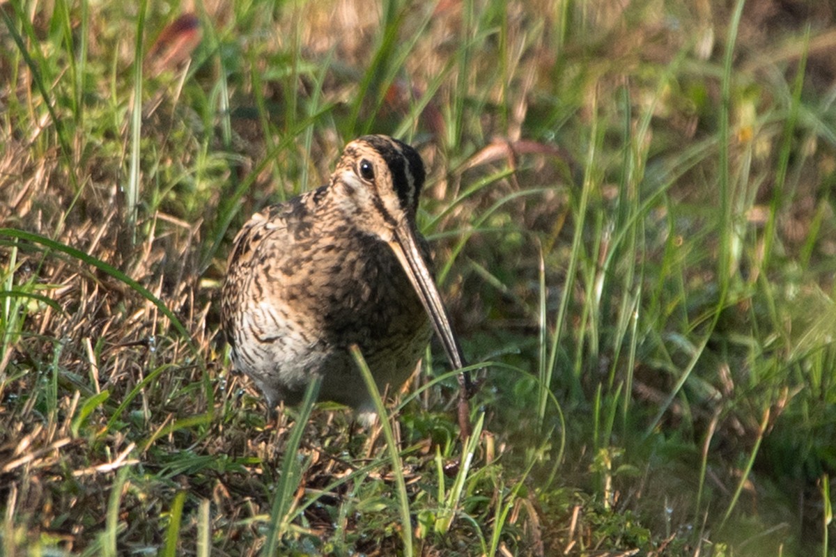 Swinhoe's Snipe - ML374854321