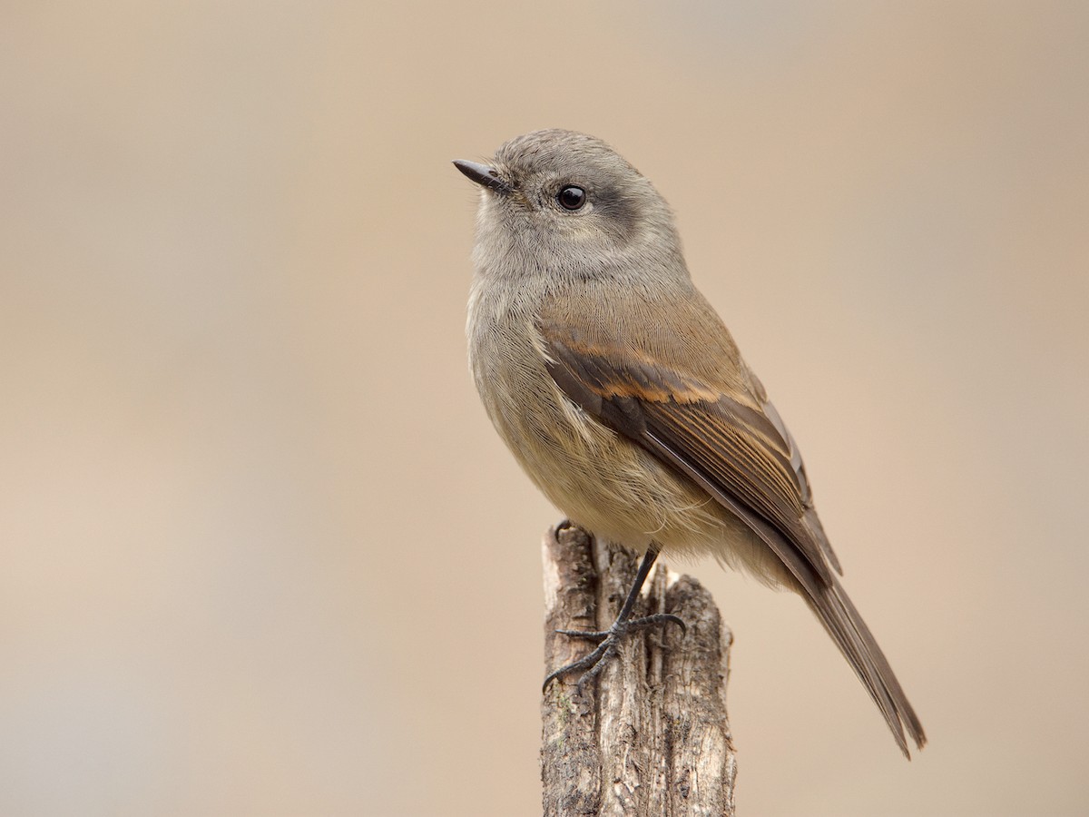 Patagonian Tyrant - Colorhamphus parvirostris - Birds of the World