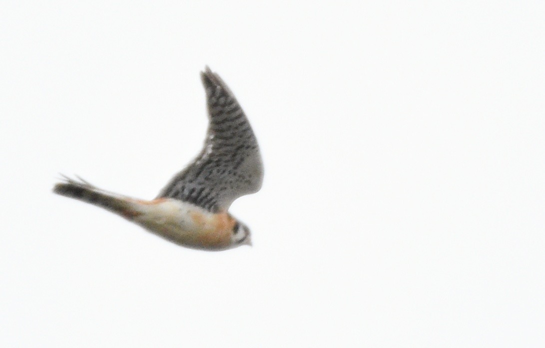 American Kestrel - ML374855621