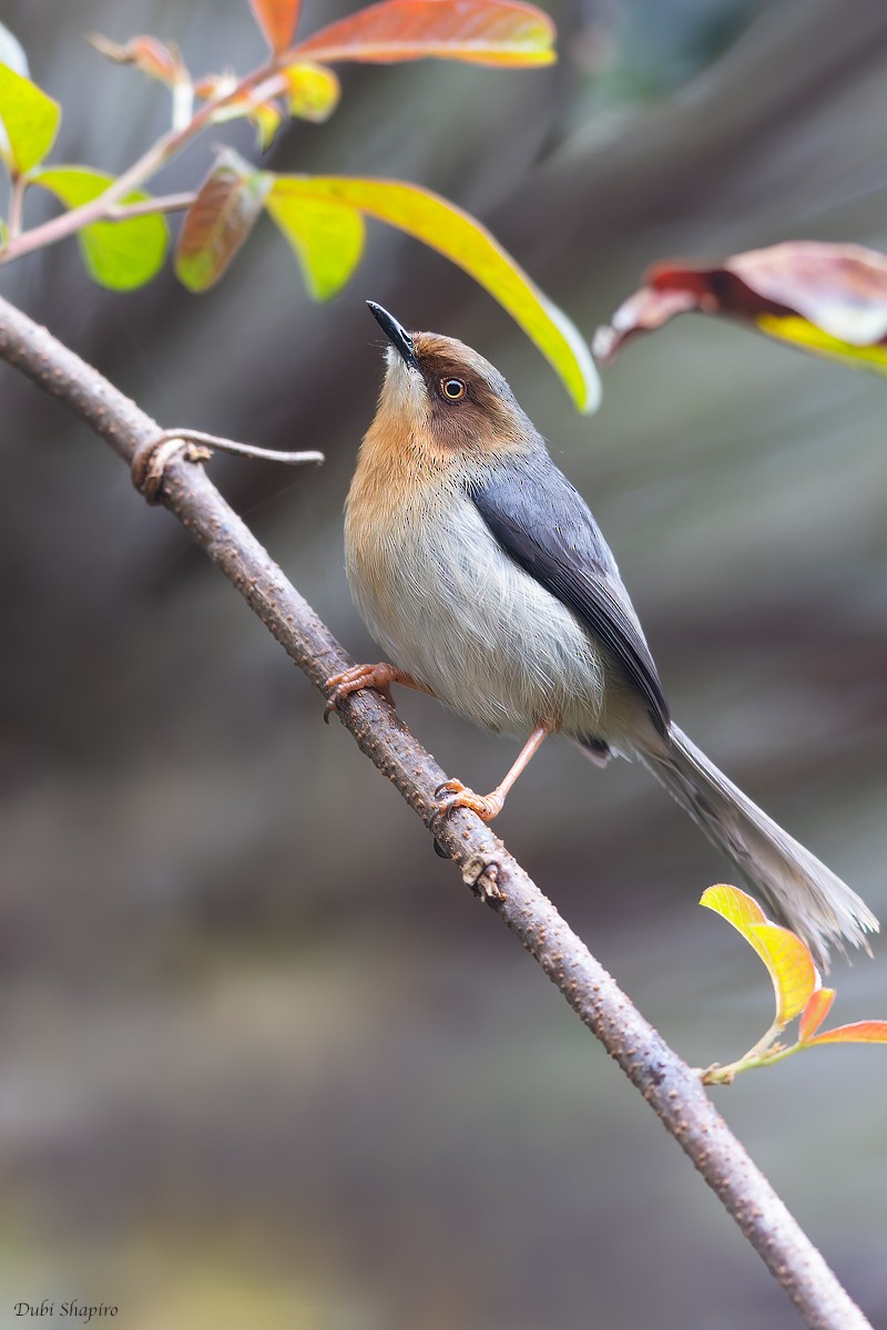 Chapin's Apalis - Dubi Shapiro