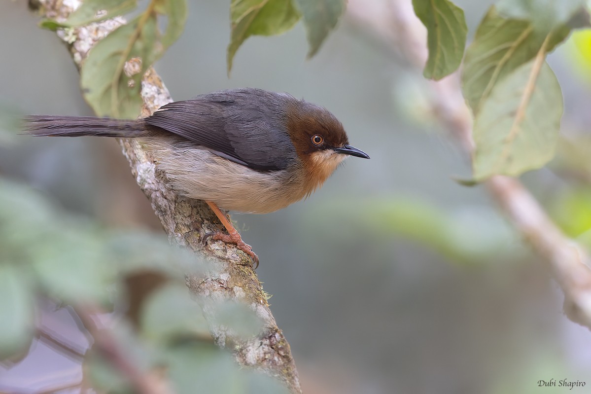 Chapin's Apalis - ML374855821