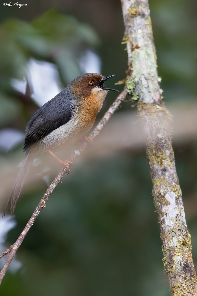 Chapin's Apalis - ML374857411