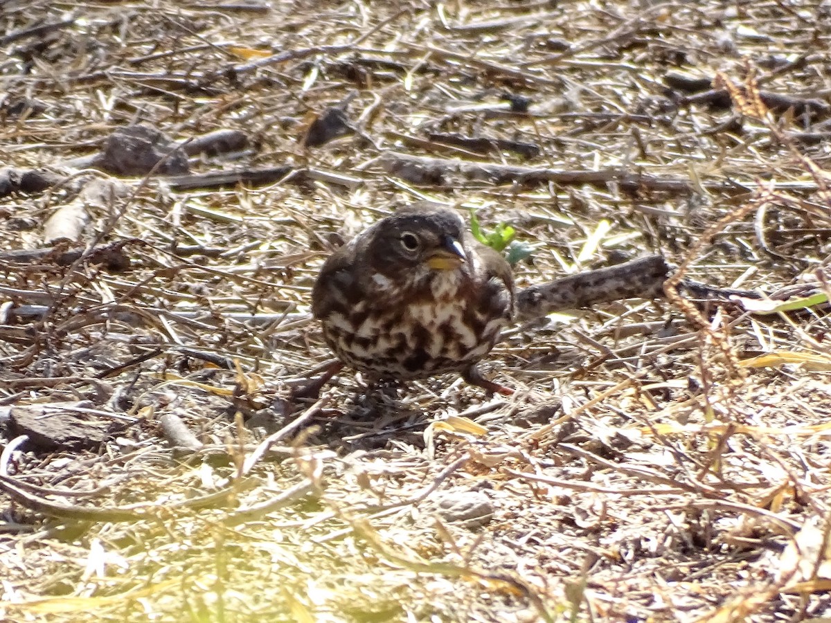 Fox Sparrow (Sooty) - Rosie Howard