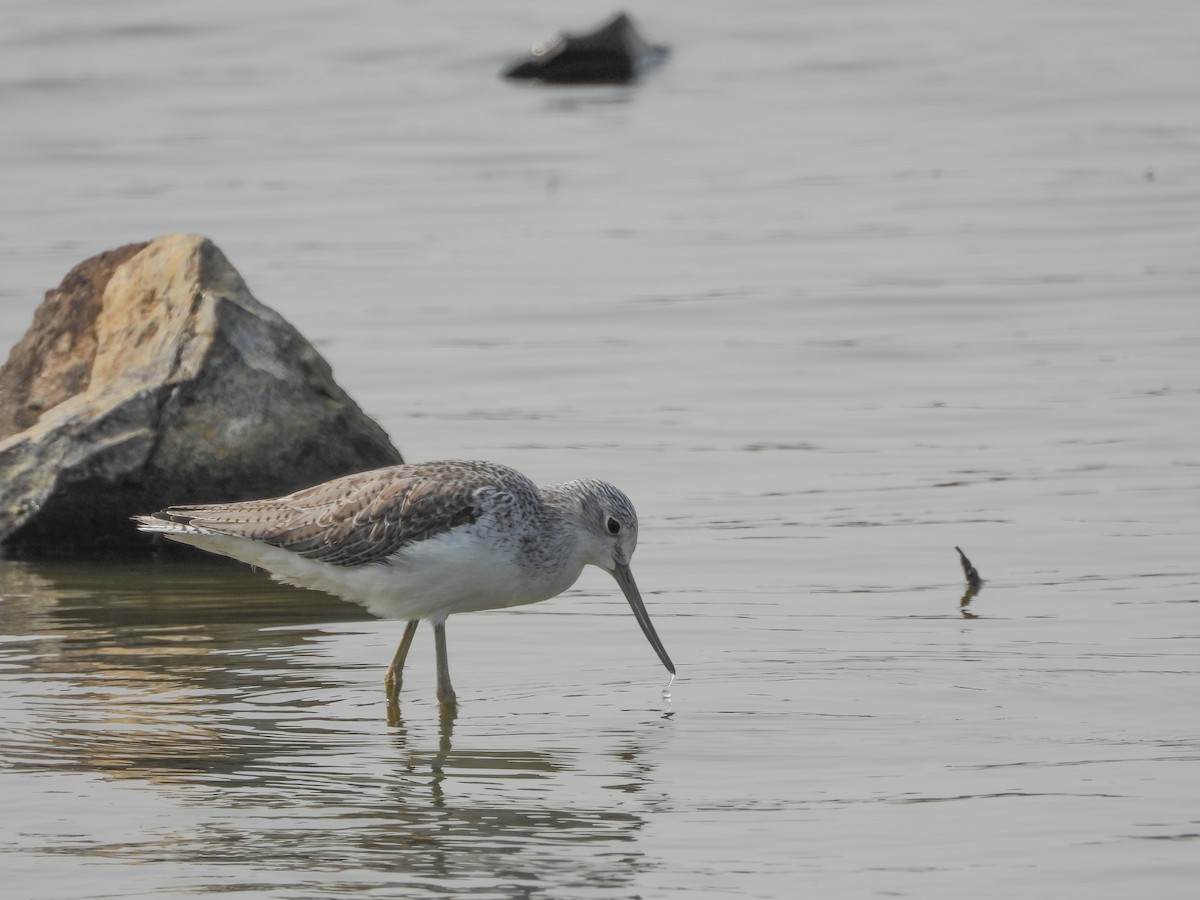 Common Greenshank - Zhuofei Lu