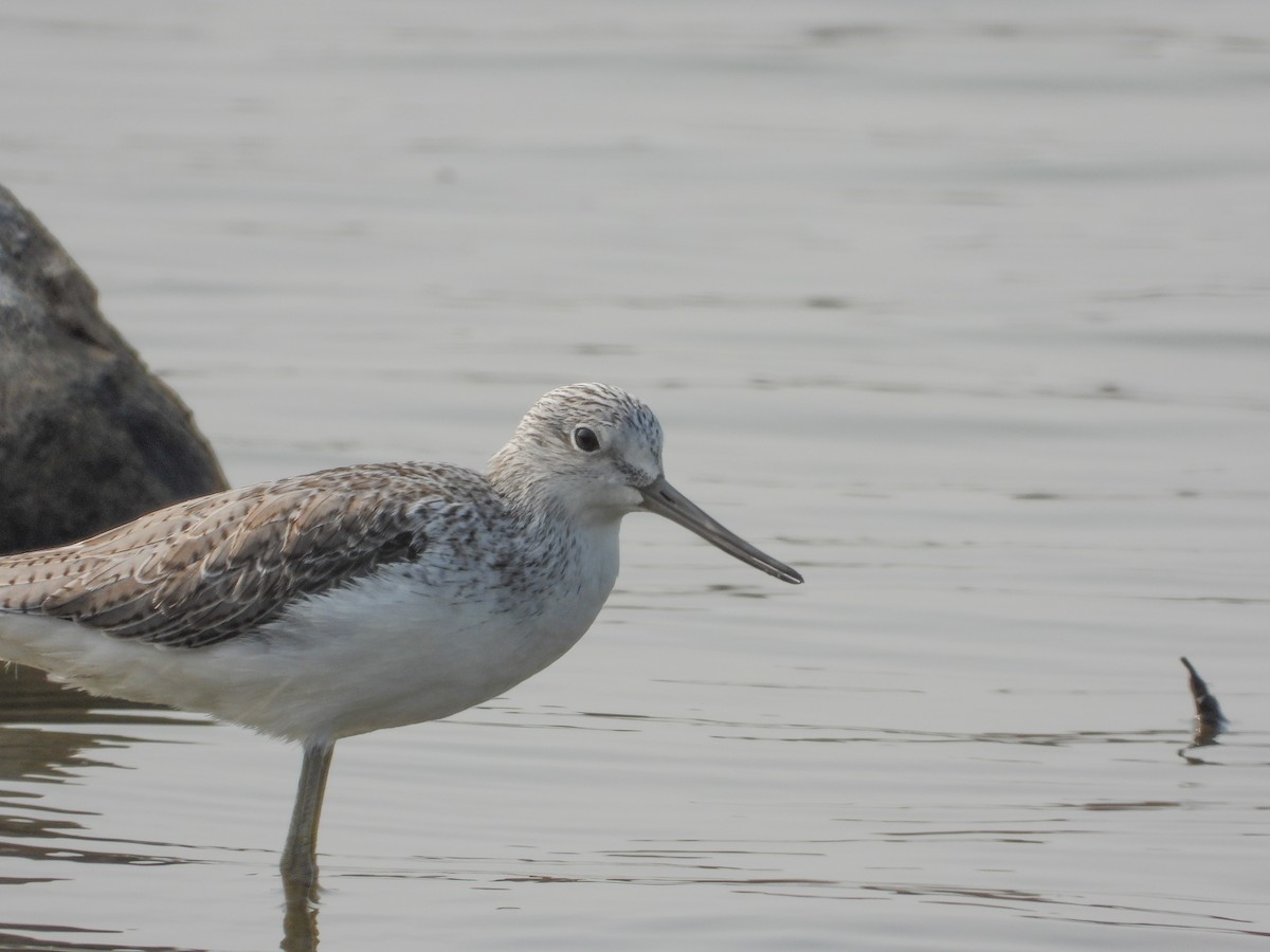 Common Greenshank - ML374858871