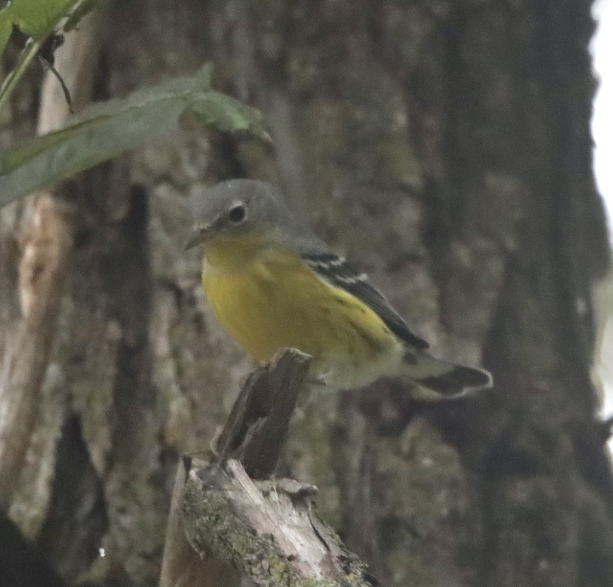 Magnolia Warbler - ML374859971