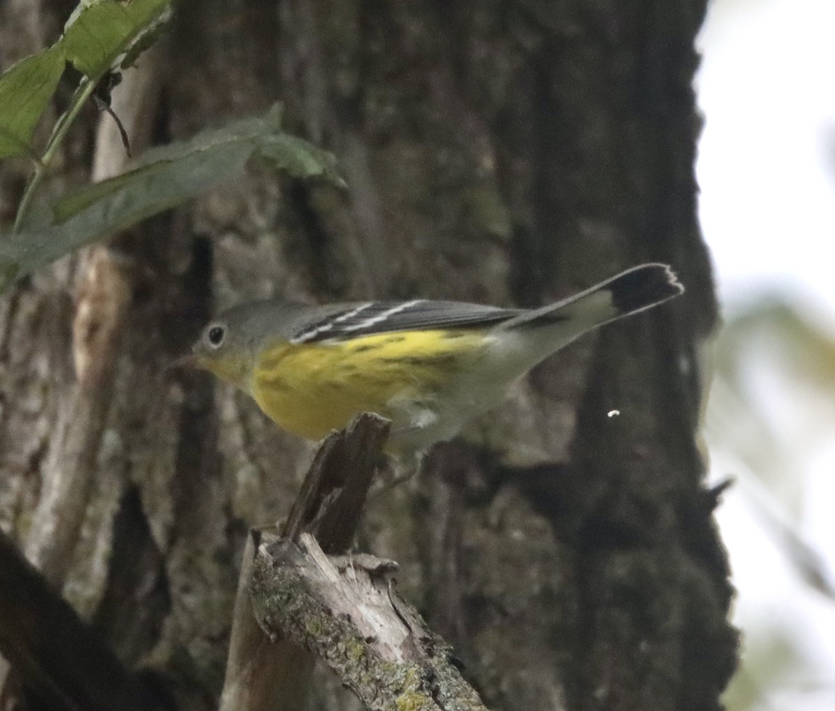 Magnolia Warbler - ML374859981