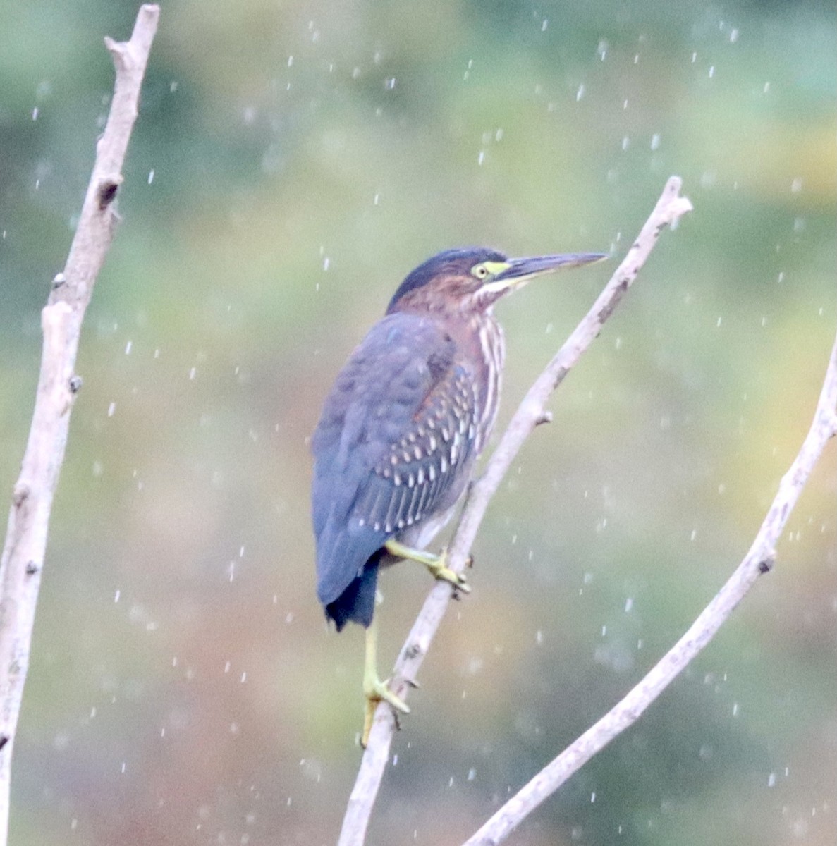 Green Heron - ML374860041