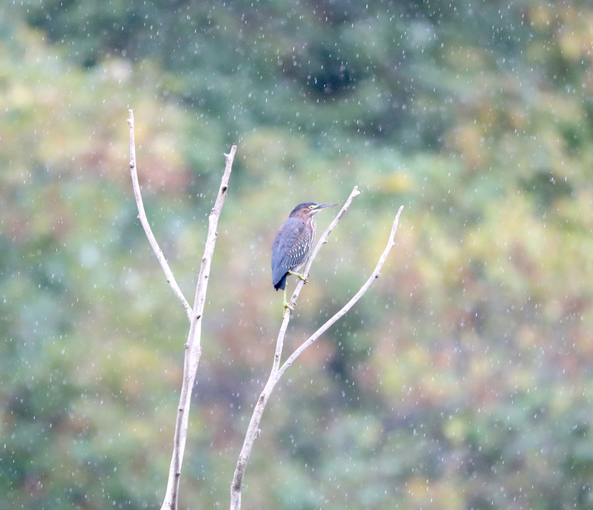 Green Heron - ML374860101