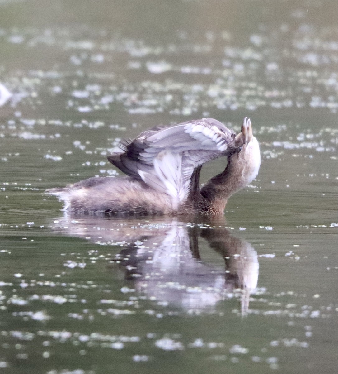 Pied-billed Grebe - ML374860601