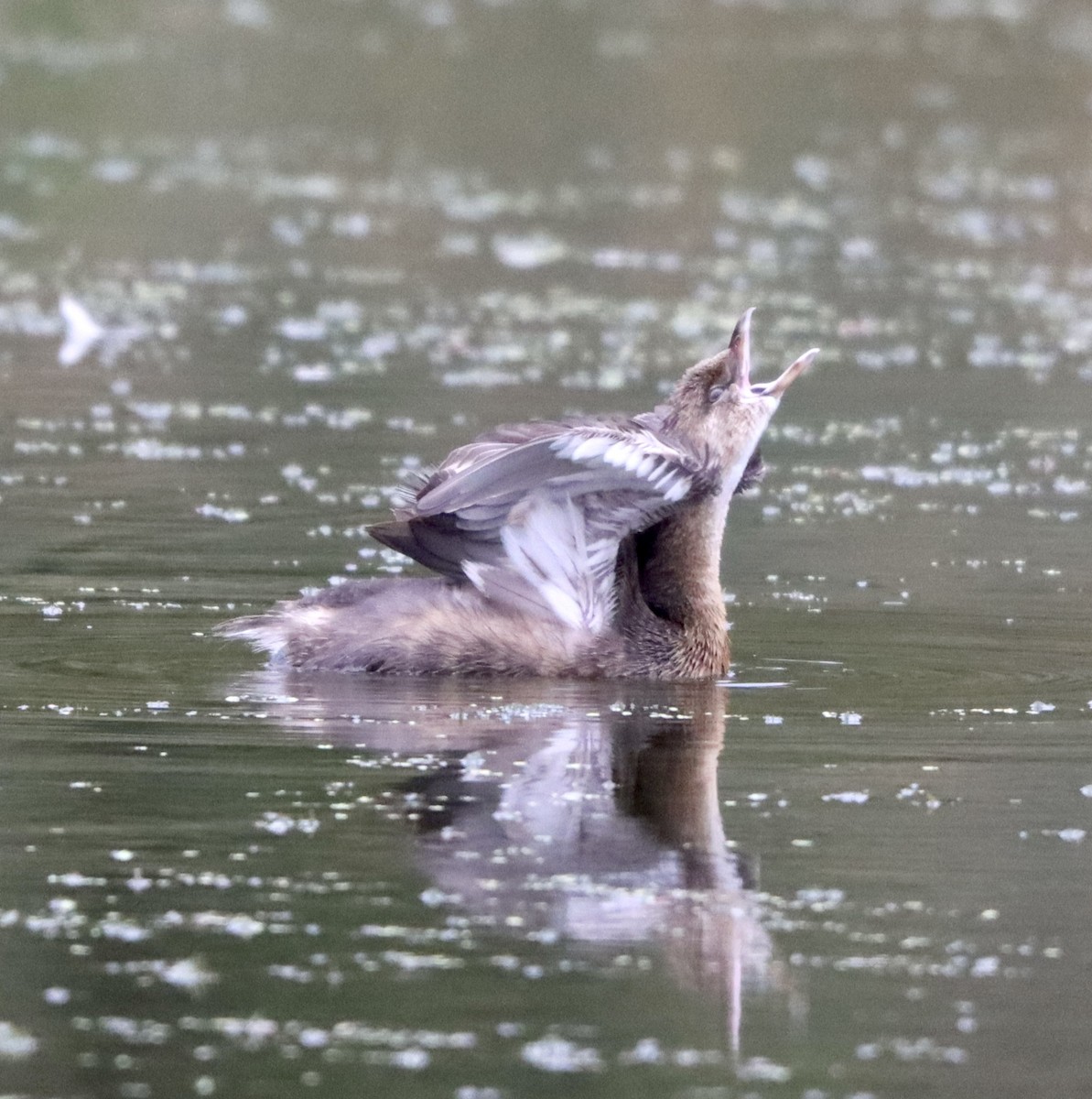 Pied-billed Grebe - ML374860621