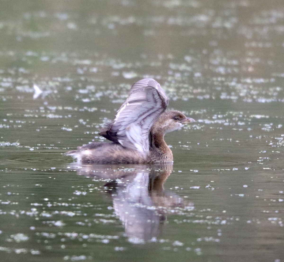 Pied-billed Grebe - ML374860641