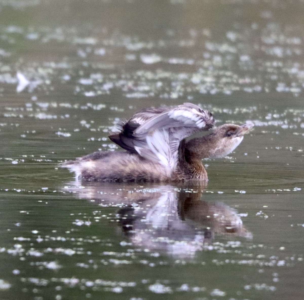 Pied-billed Grebe - ML374860661