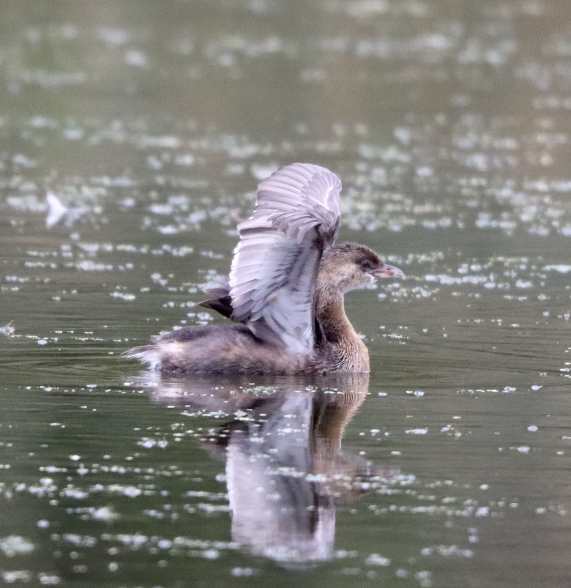 Pied-billed Grebe - ML374860671