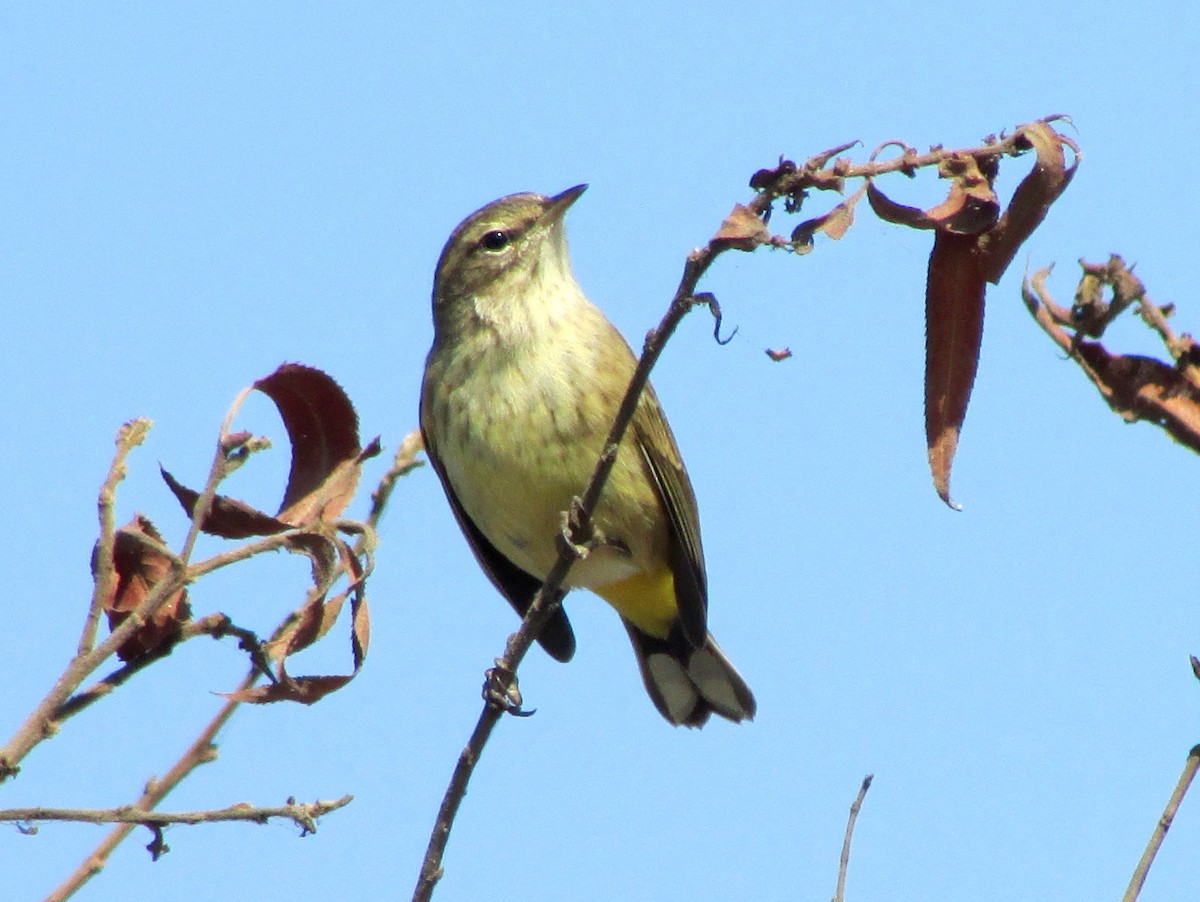 Palm Warbler - ML37486241