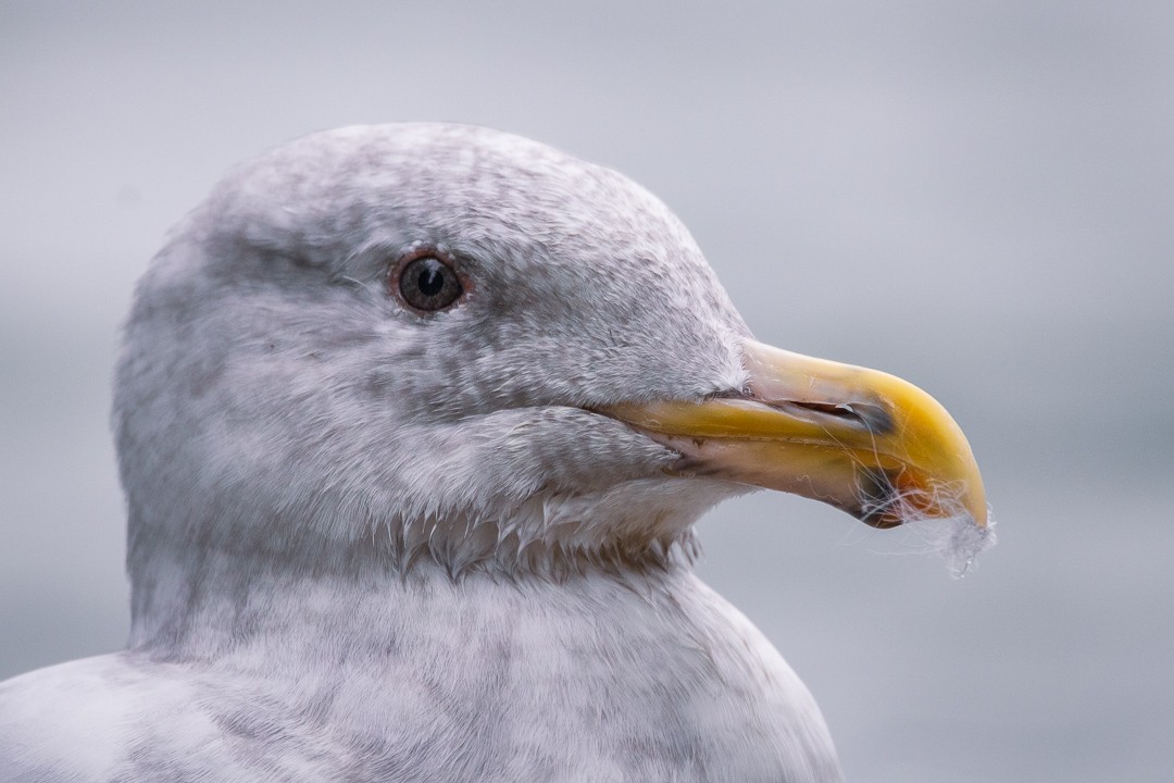 Glaucous-winged Gull - Rain Saulnier