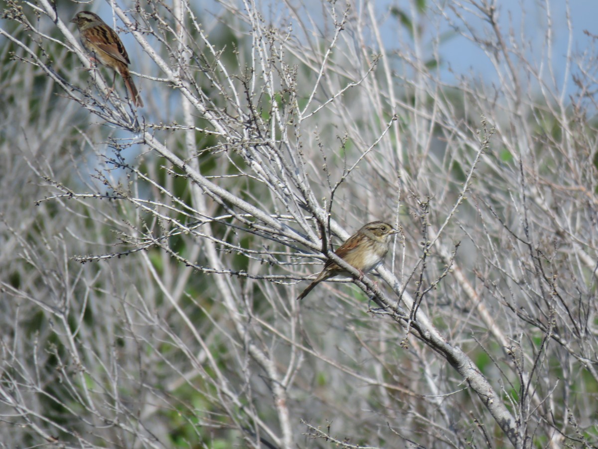 Swamp Sparrow - ML37486471