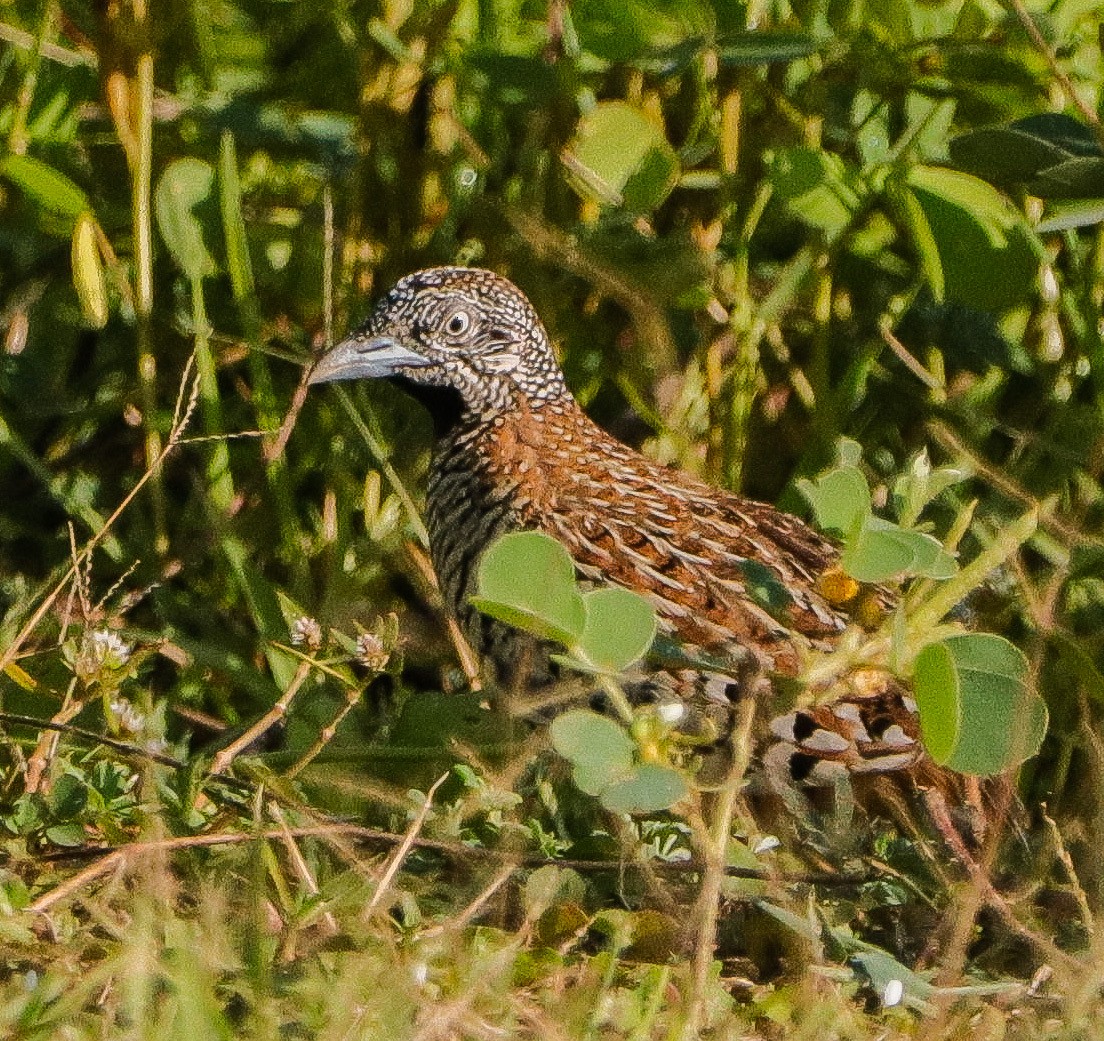 Barred Buttonquail - ML374864881