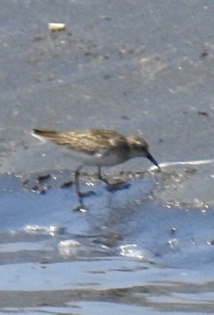 Least Sandpiper - ML374865291