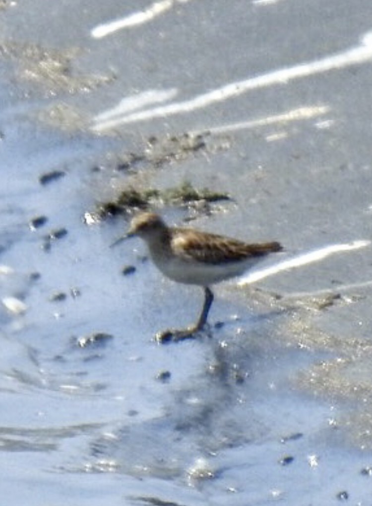 Least Sandpiper - ML374865331