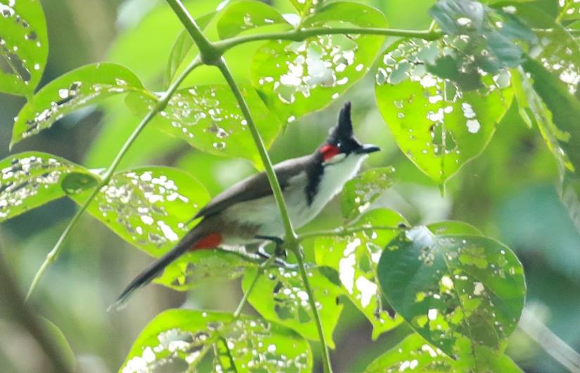 Red-whiskered Bulbul - Wild Roots
