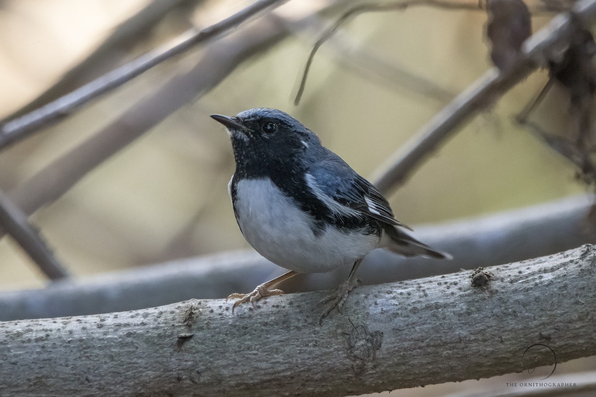 Black-throated Blue Warbler - ML374867681