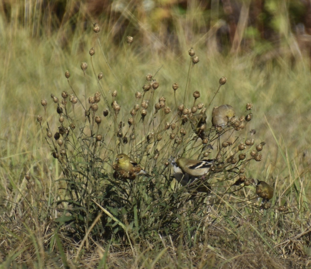 American Goldfinch - ML374869641