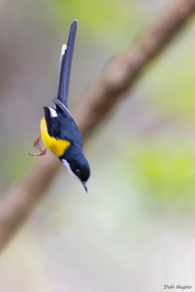 White-winged Apalis - Dubi Shapiro