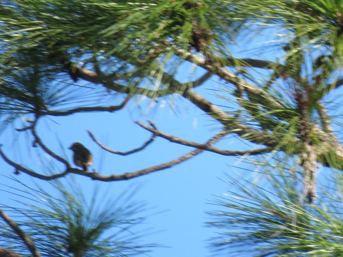 Lark Sparrow - Kevin Christman