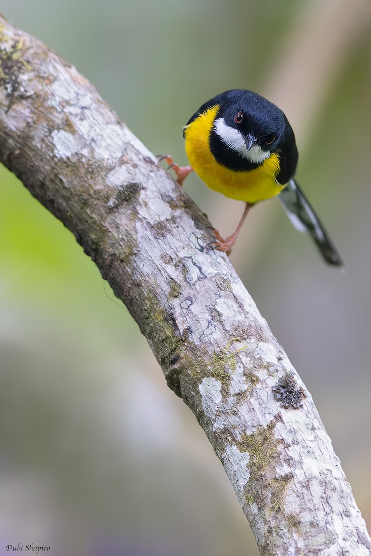 White-winged Apalis - Dubi Shapiro