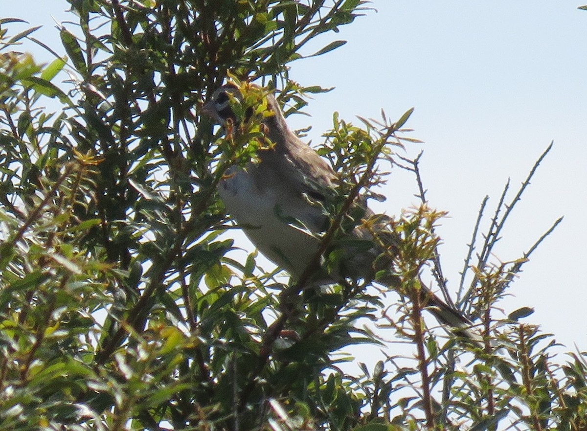 Lark Sparrow - ML37486991