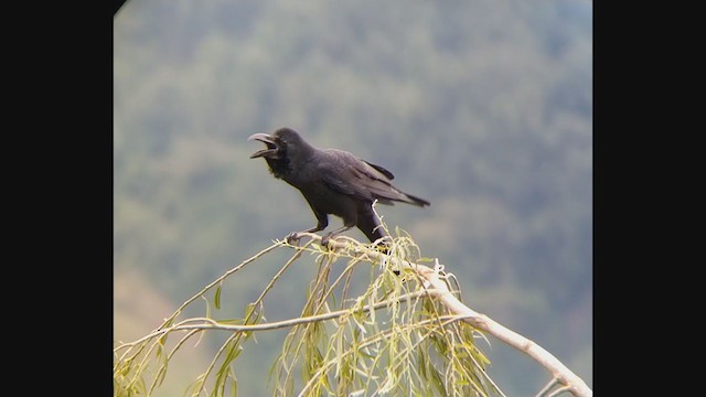 Large-billed Crow (Indian Jungle) - ML374870101