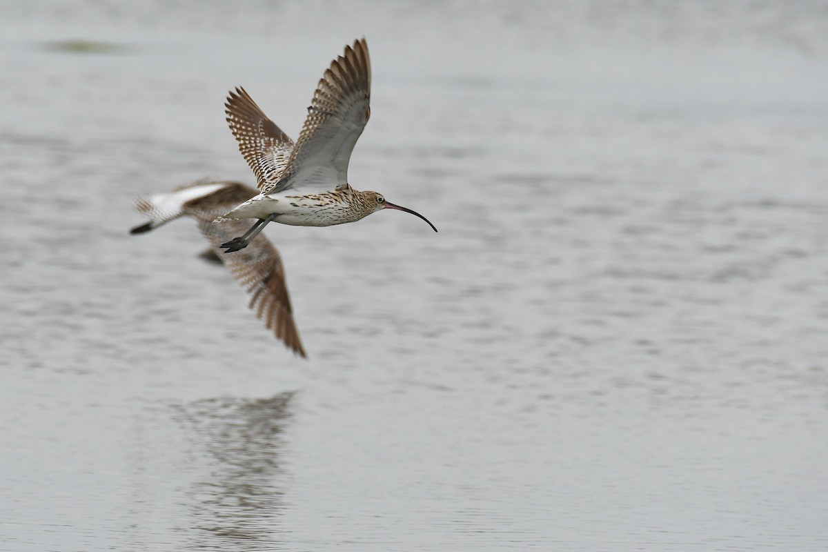 Eurasian Curlew - ML374870131