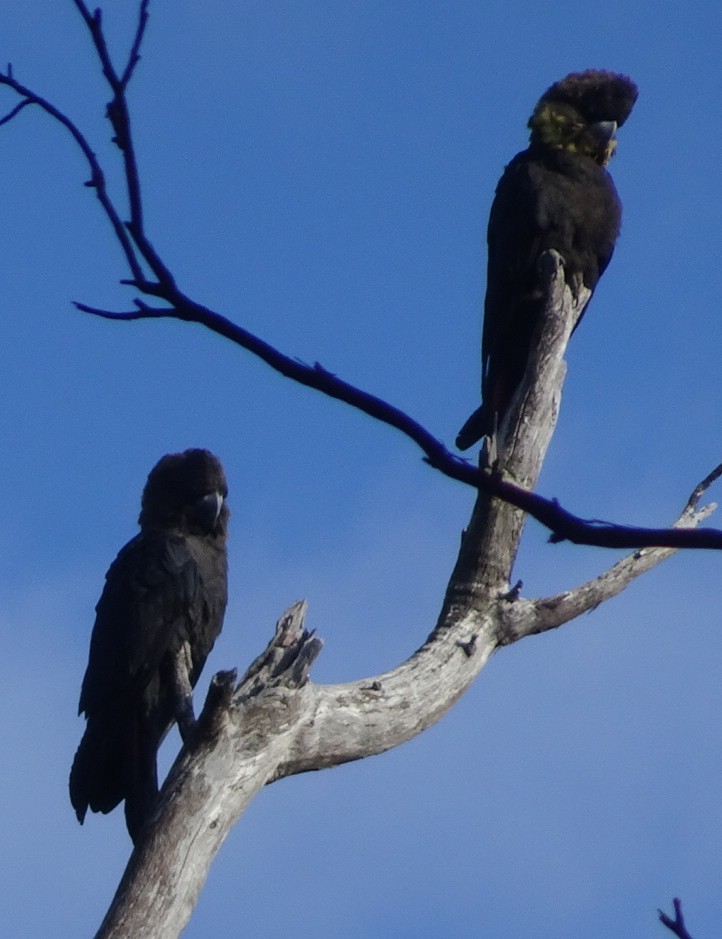 Glossy Black-Cockatoo - ML374870311