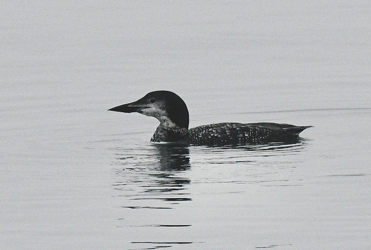 Common Loon - ML374870741