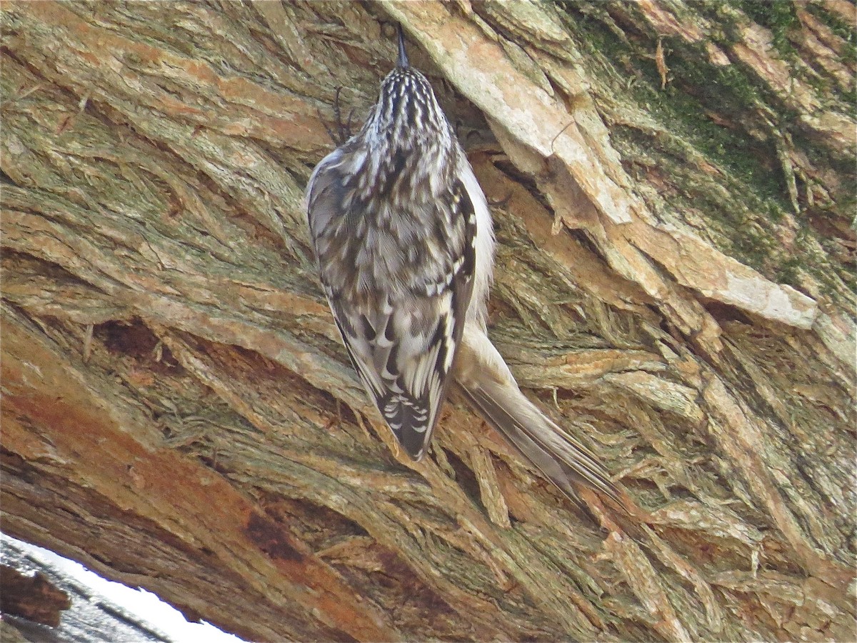 Brown Creeper - ML37487171