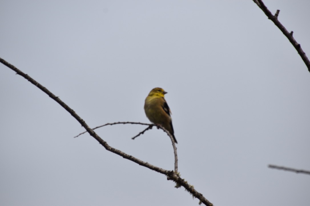 American Goldfinch - ML374872701