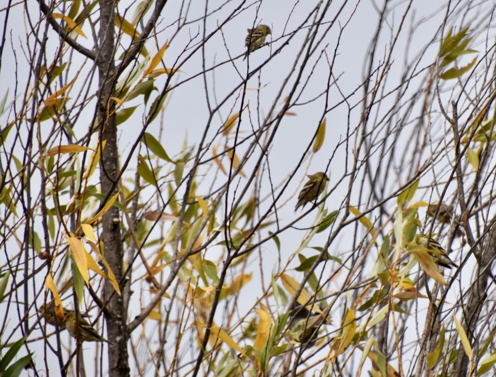 American Goldfinch - ML374872891