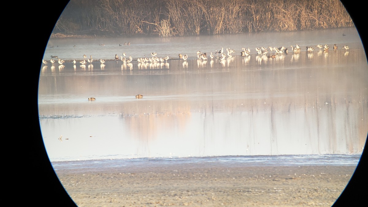 American Avocet - ML374873171