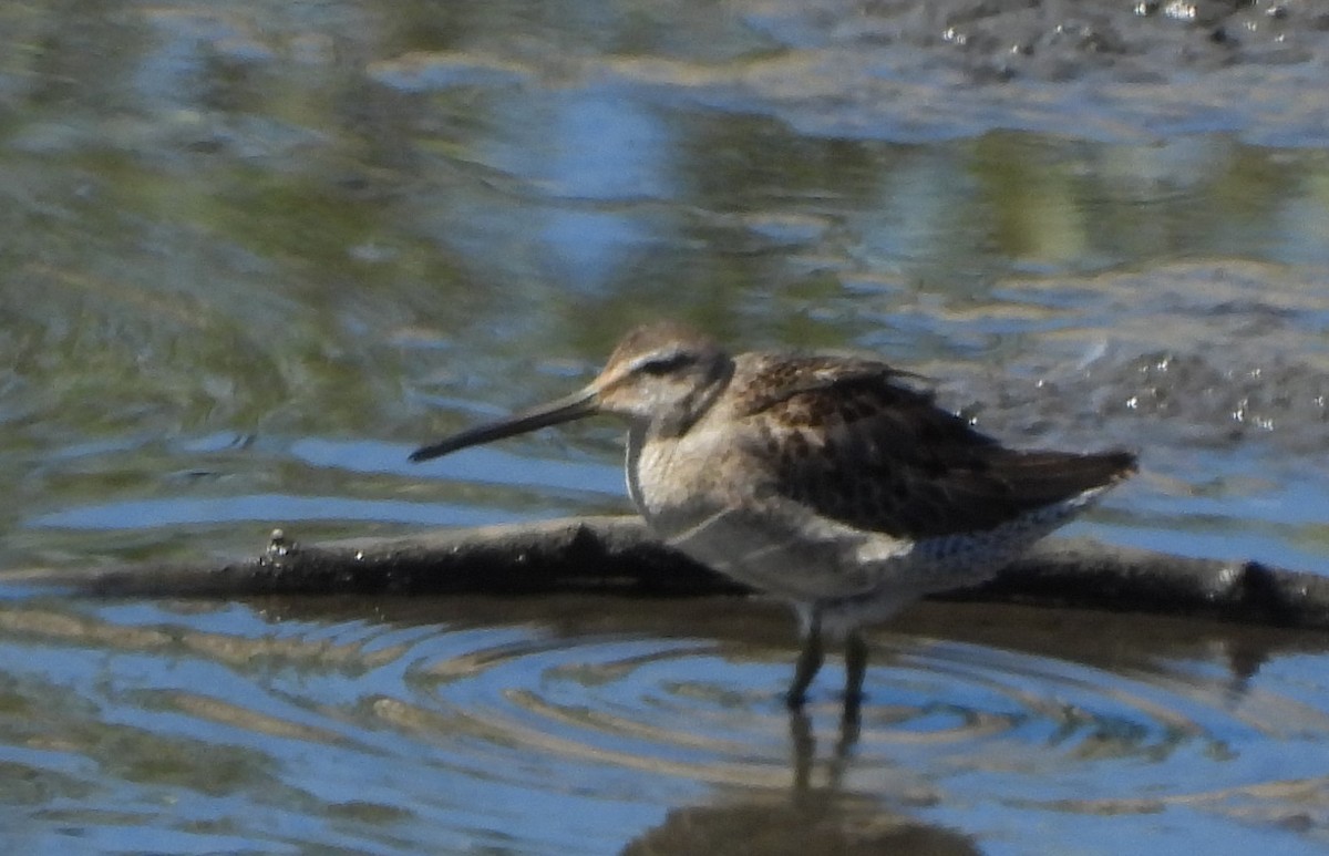 Long-billed Dowitcher - ML374875031