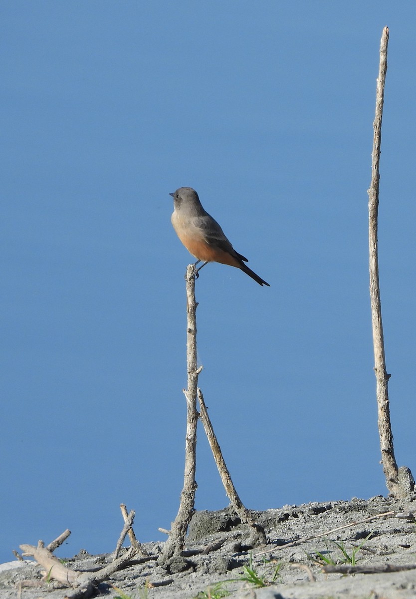 Say's Phoebe - Carol Furutani