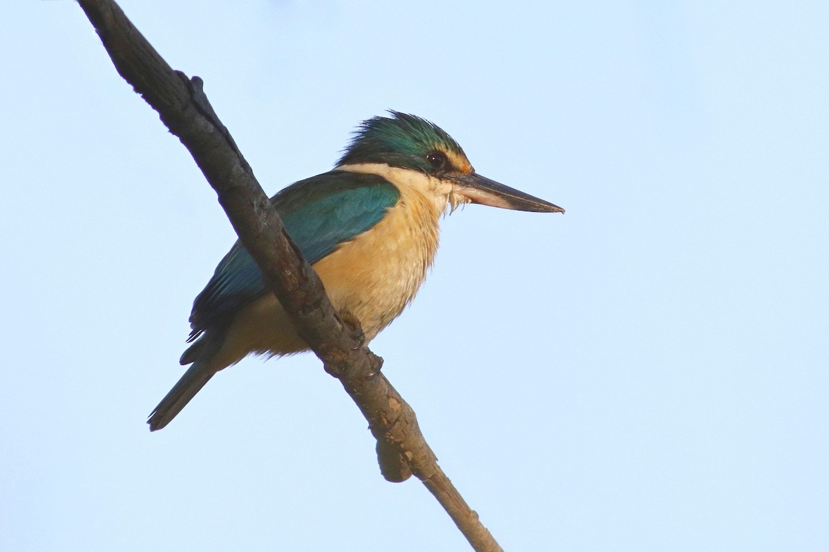 Sacred Kingfisher - ML374876141