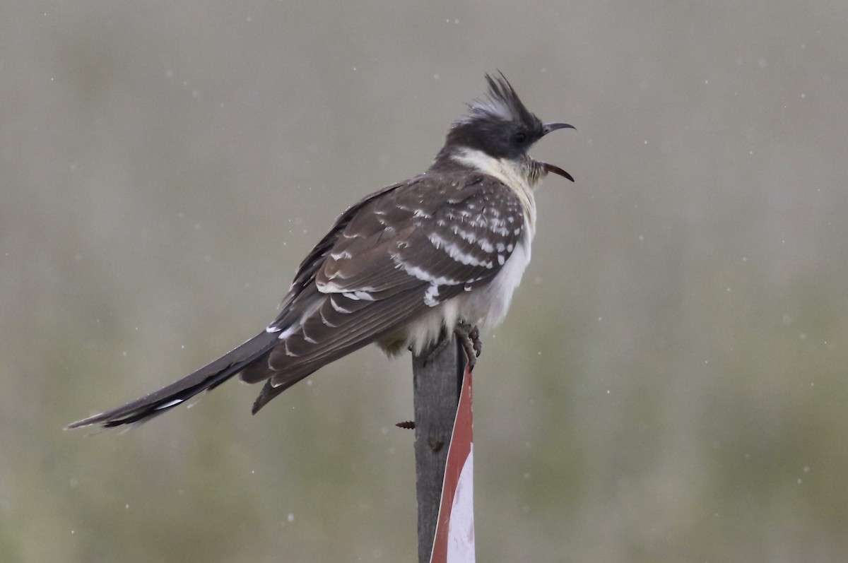 Great Spotted Cuckoo - ML374876821