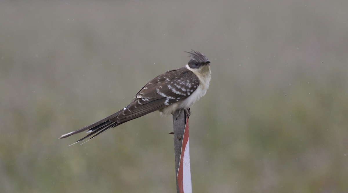 Great Spotted Cuckoo - ML374876841