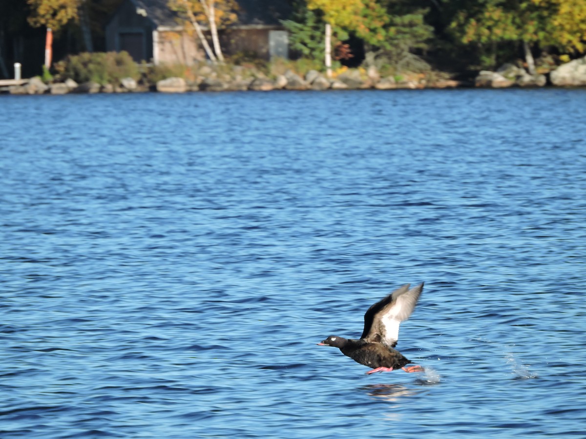 White-winged Scoter - ML37487691