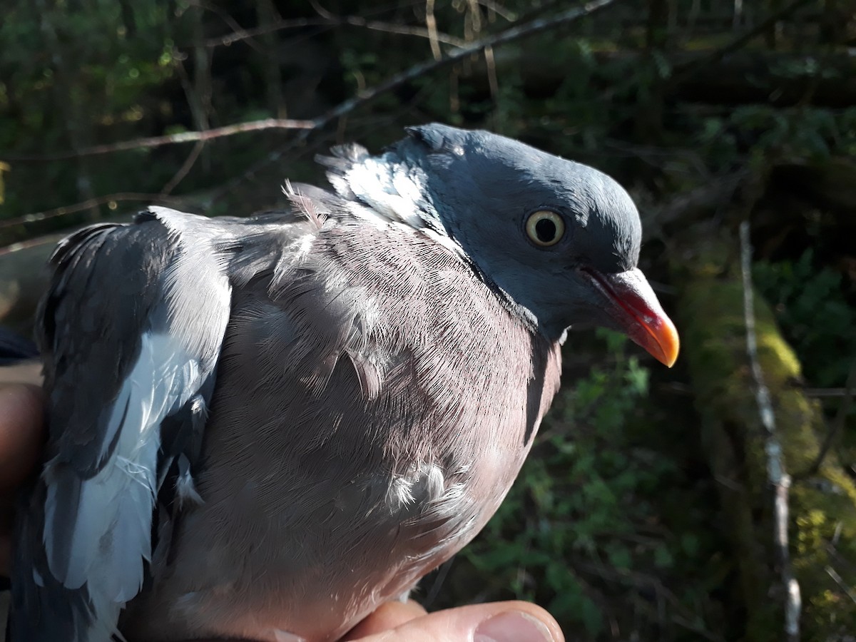 Common Wood-Pigeon - ML374877491